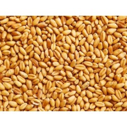 Pšenice ozimá čištěná zrno 1kg