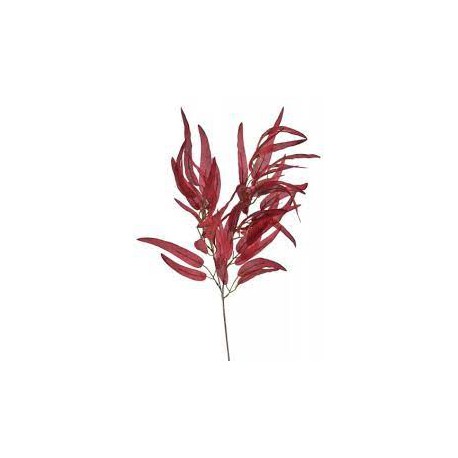 Podzimní listy eukalyptu - červená